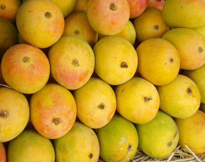 SPECIAL MANGO BOX: Alphonso-Mancurad-Payri (Konkan Special) - Image 3